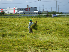 農地法改正前の標準小作料