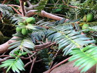 写真ryogenji108-0879_IMG2.jpg