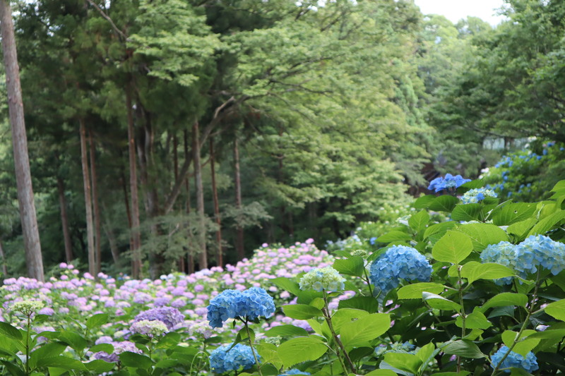 護摩堂山のあじさい園