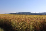 秋の田園風景