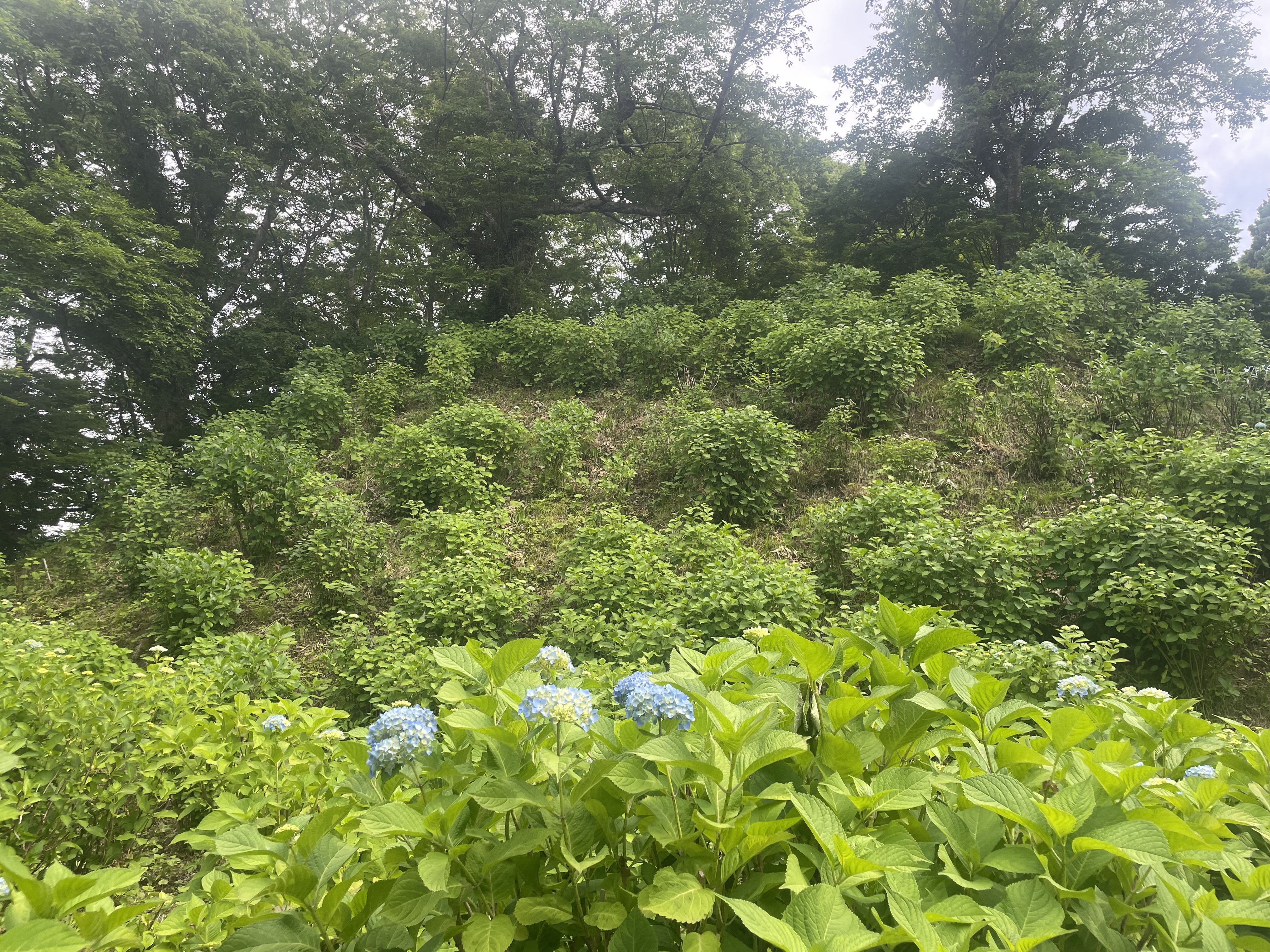 image_50739201.JPG