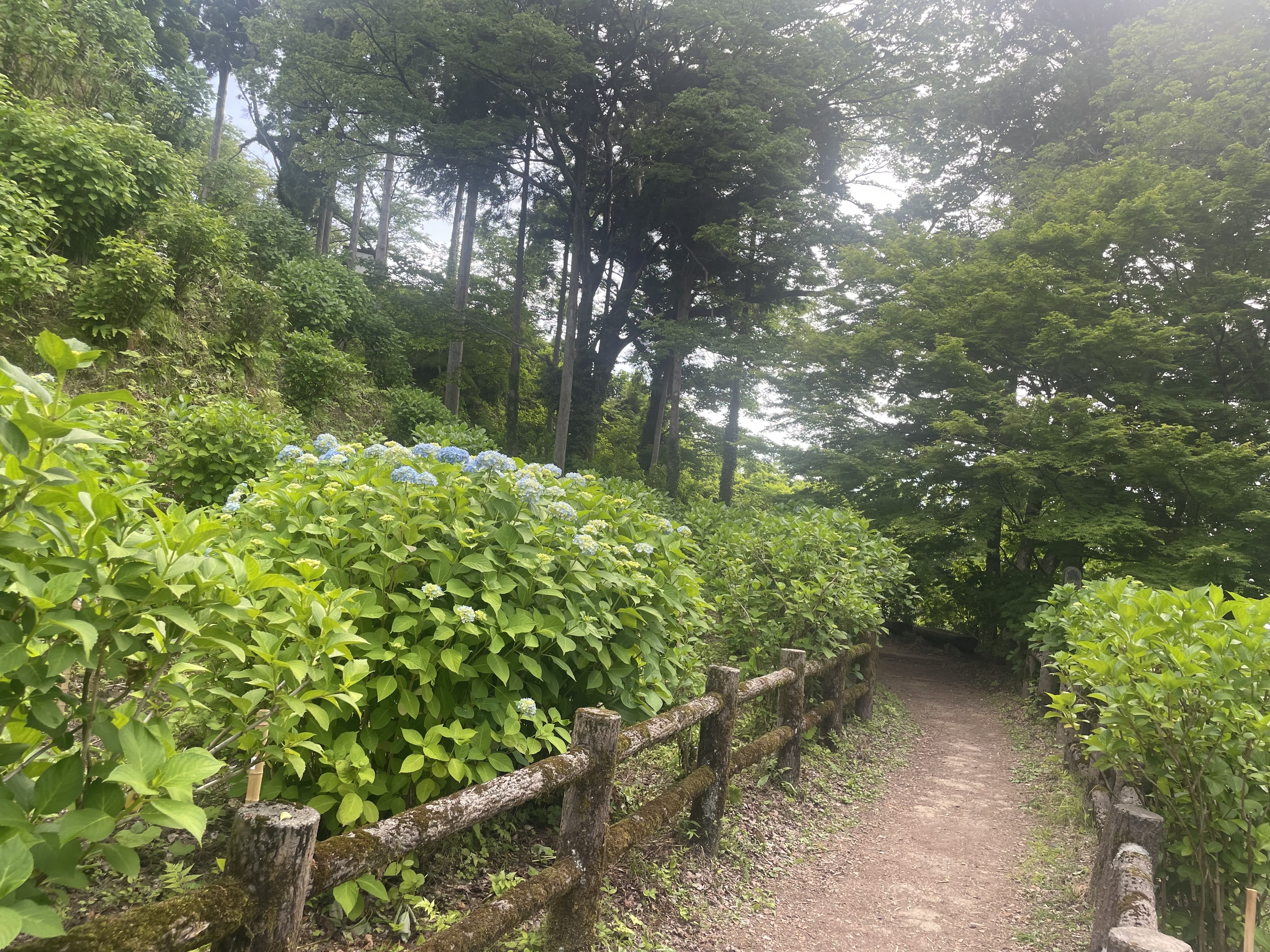 image_50738945.JPG