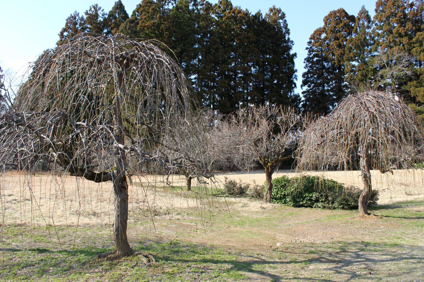 IMG_4323re.JPG