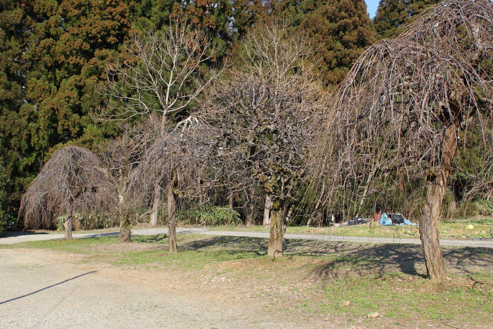 IMG_4322re.JPG