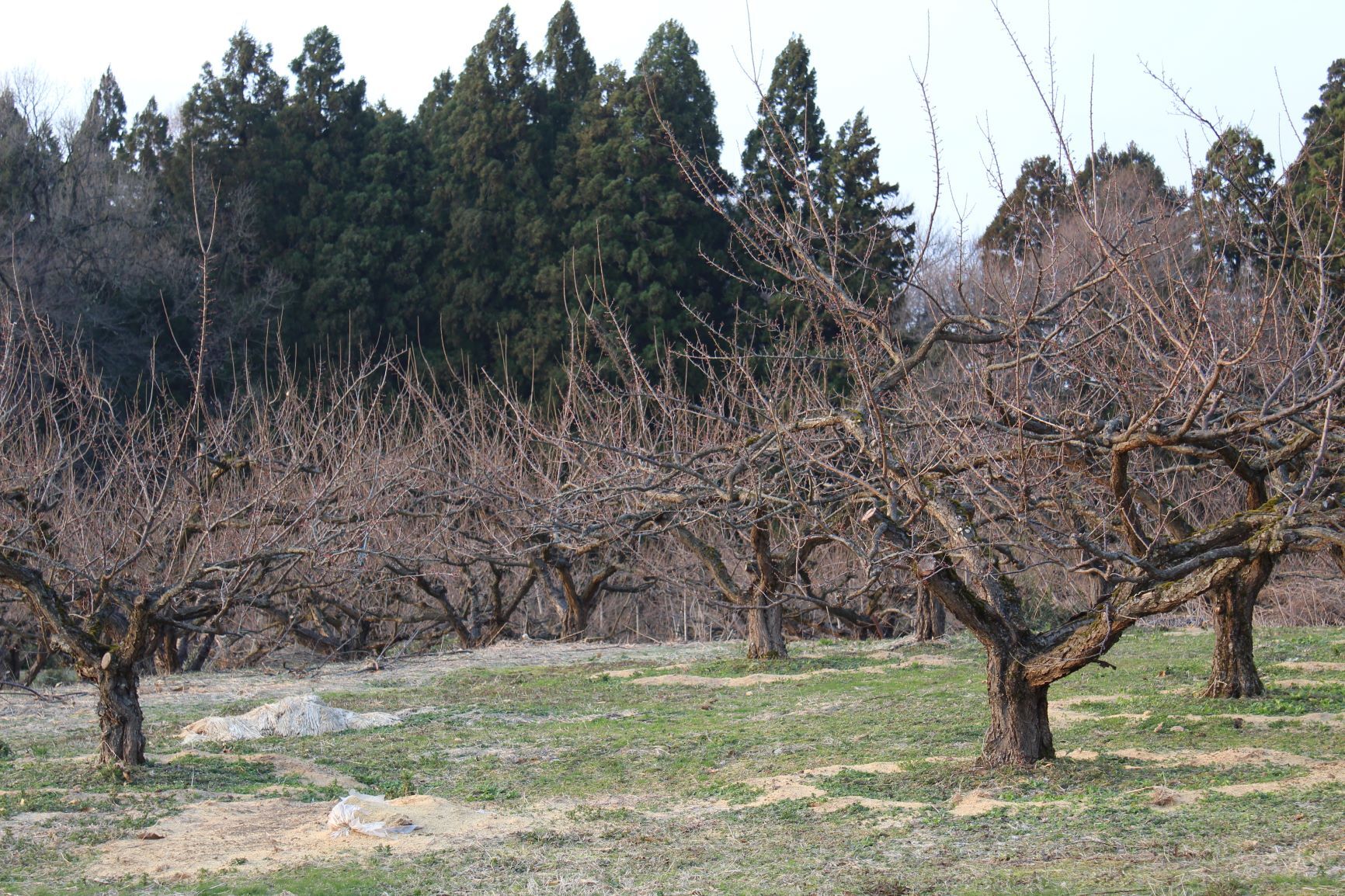 IMG_4380re.JPG