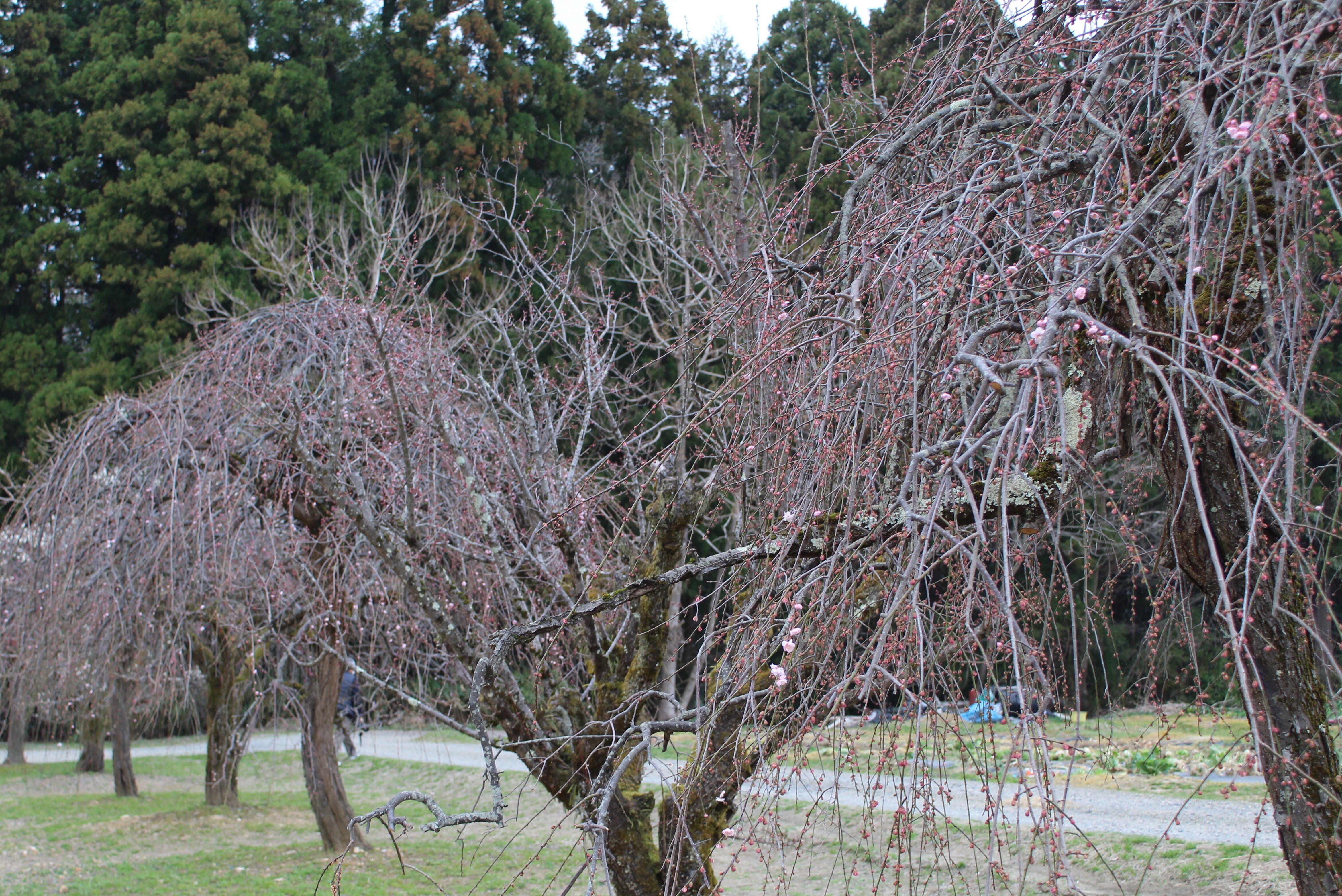 IMG_4443re.JPG