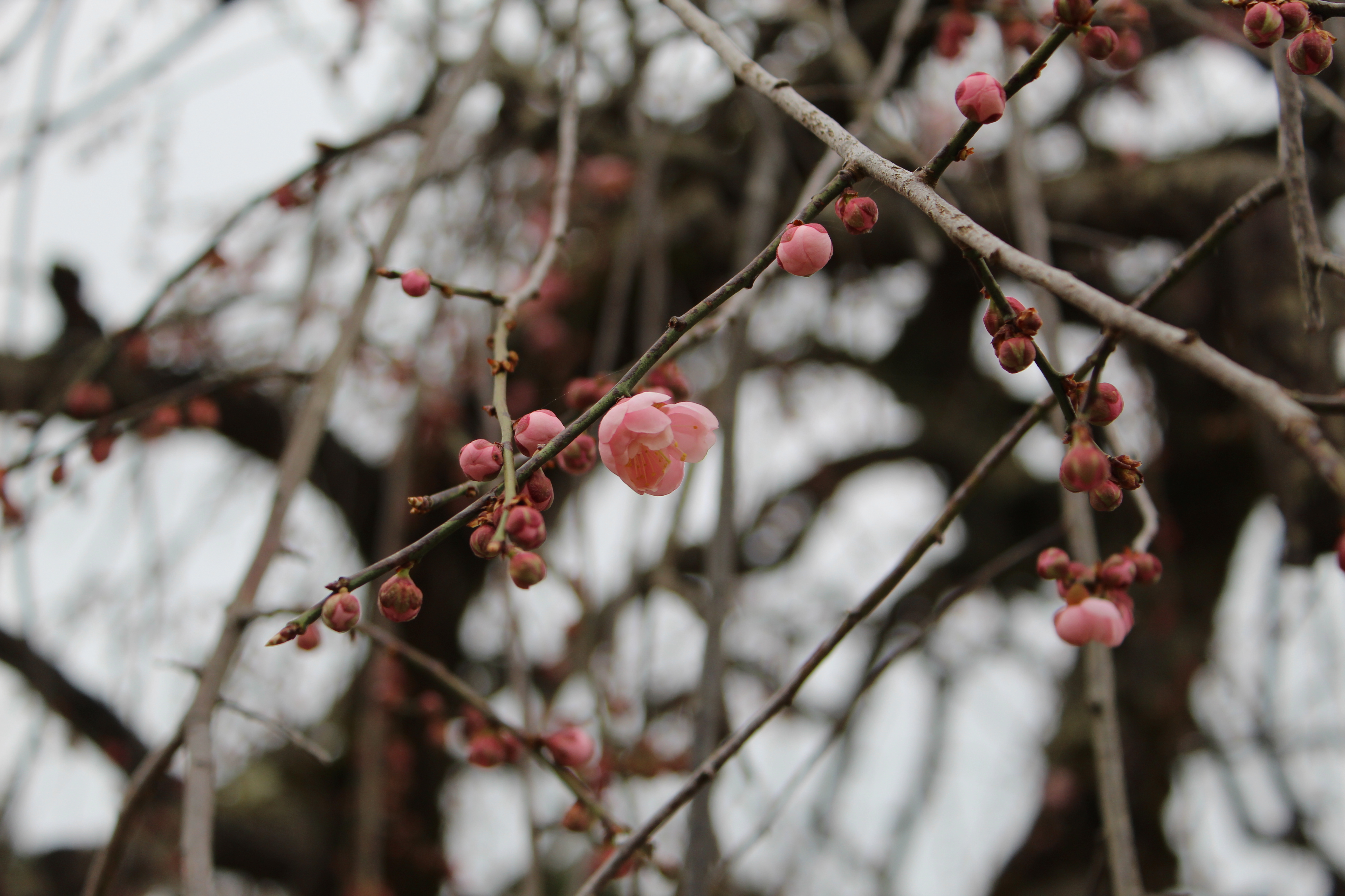 IMG_4440re.JPG
