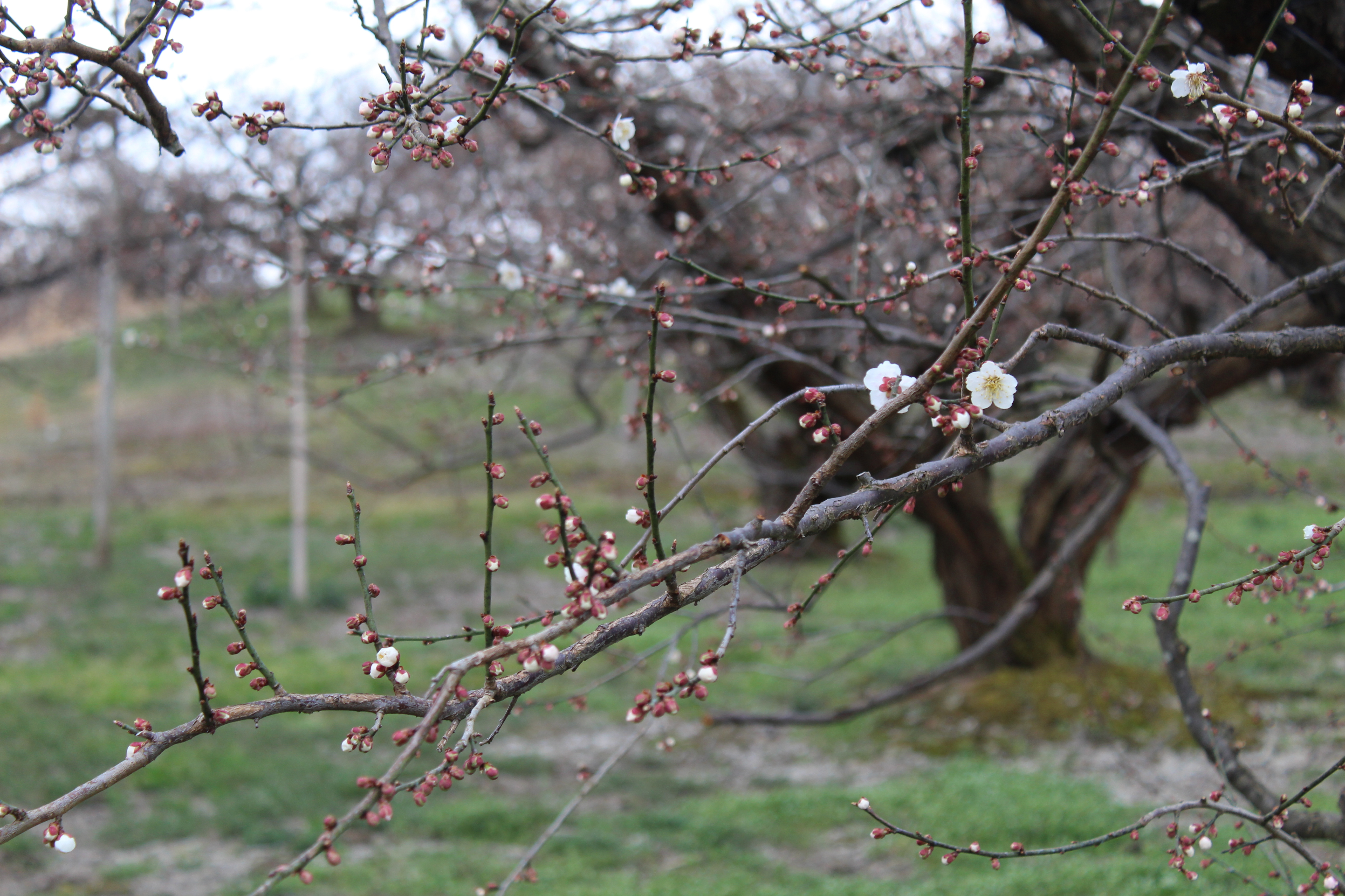 IMG_4441re.JPG