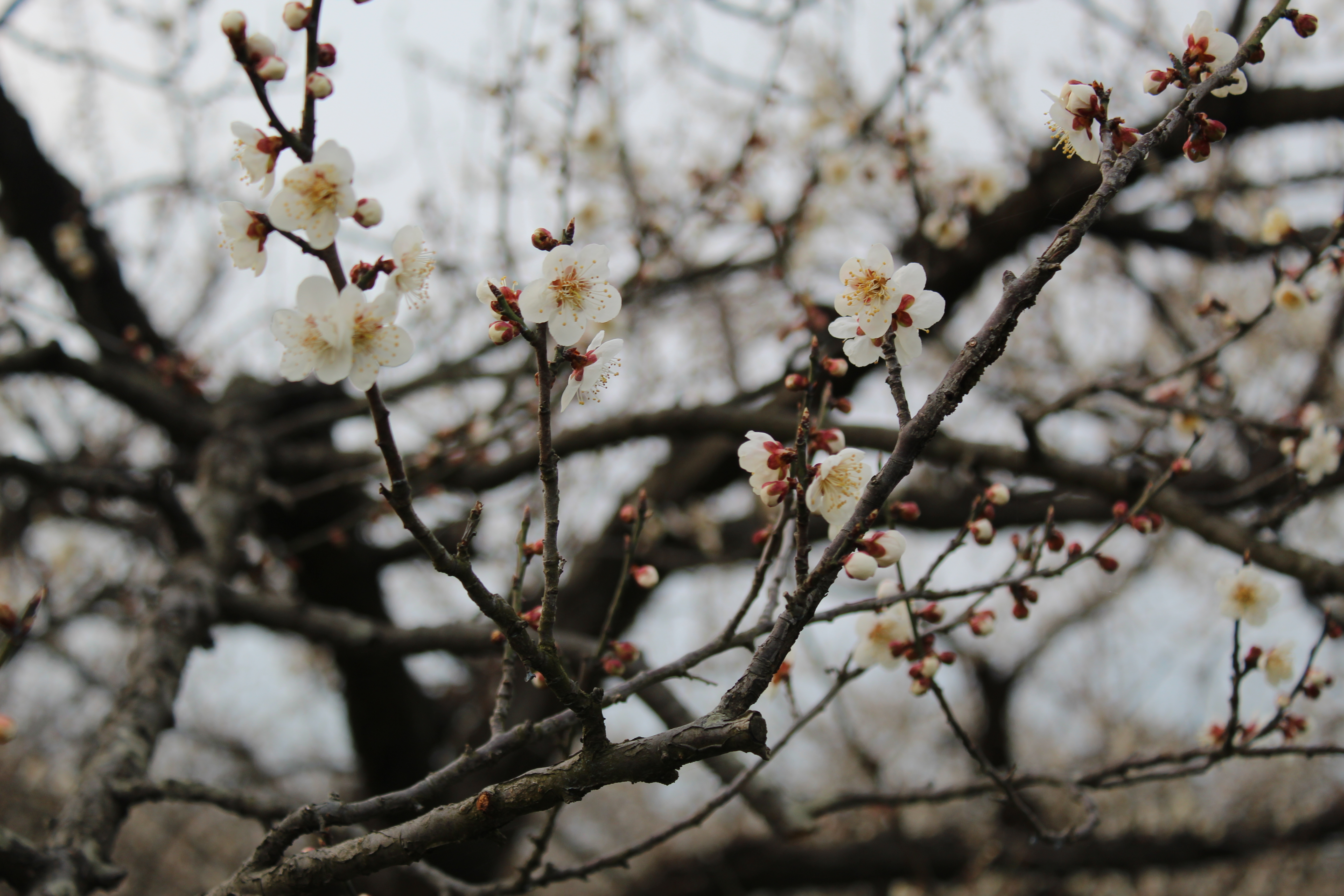 IMG_4448re.JPG