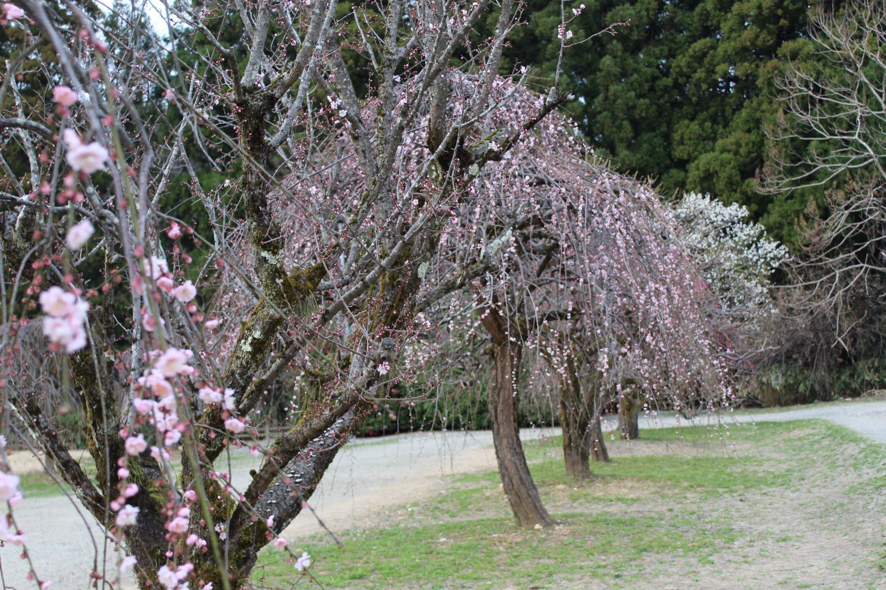 IMG_4498re.JPG