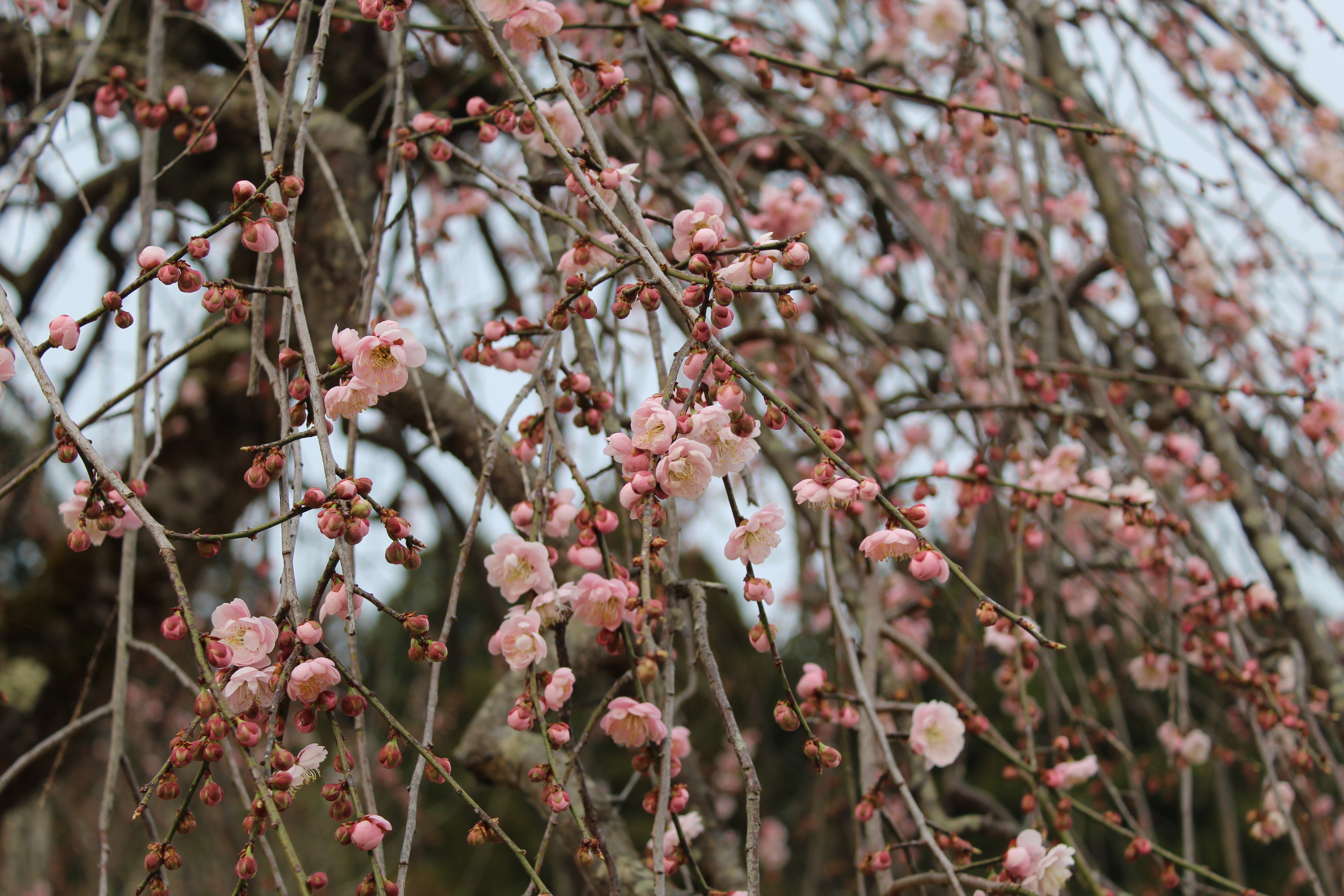 IMG_4460re.JPG