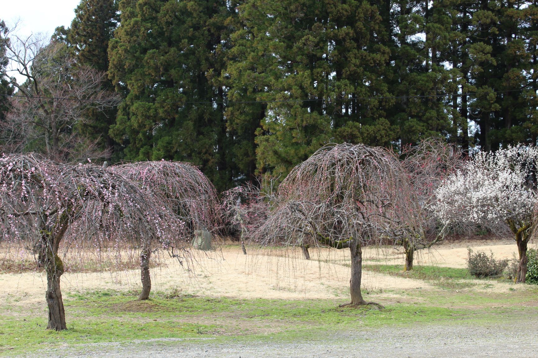 IMG_4546re.JPG