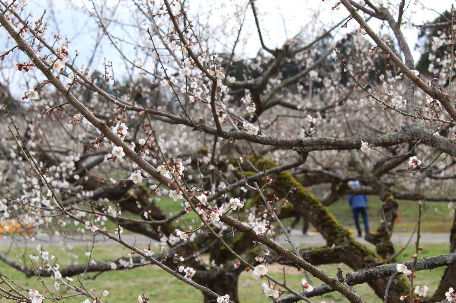 IMG_453re.JPG