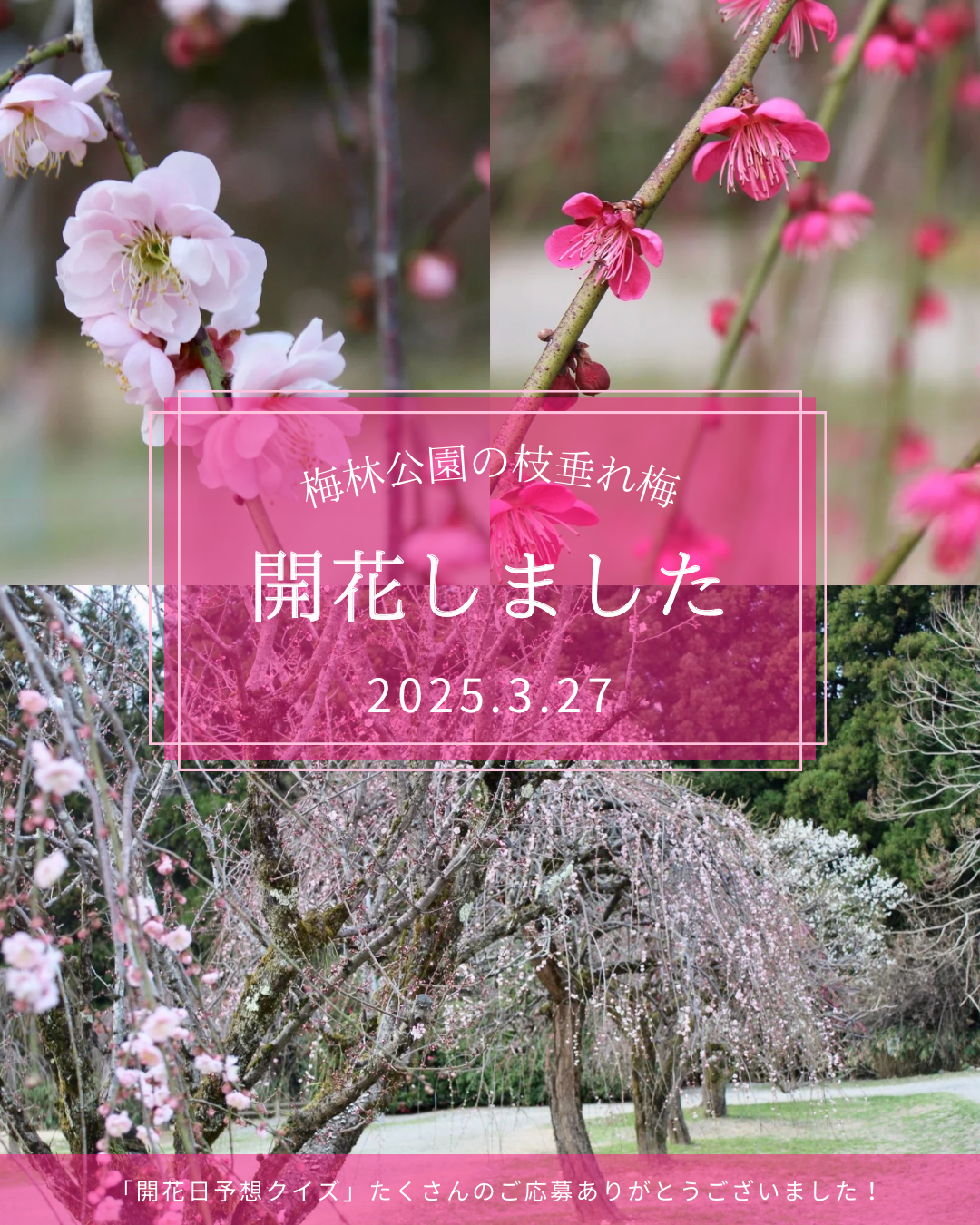 枝垂れ梅開花日.PNG