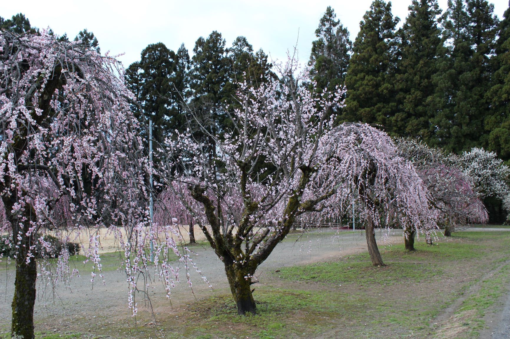 IMG_4584re.JPG