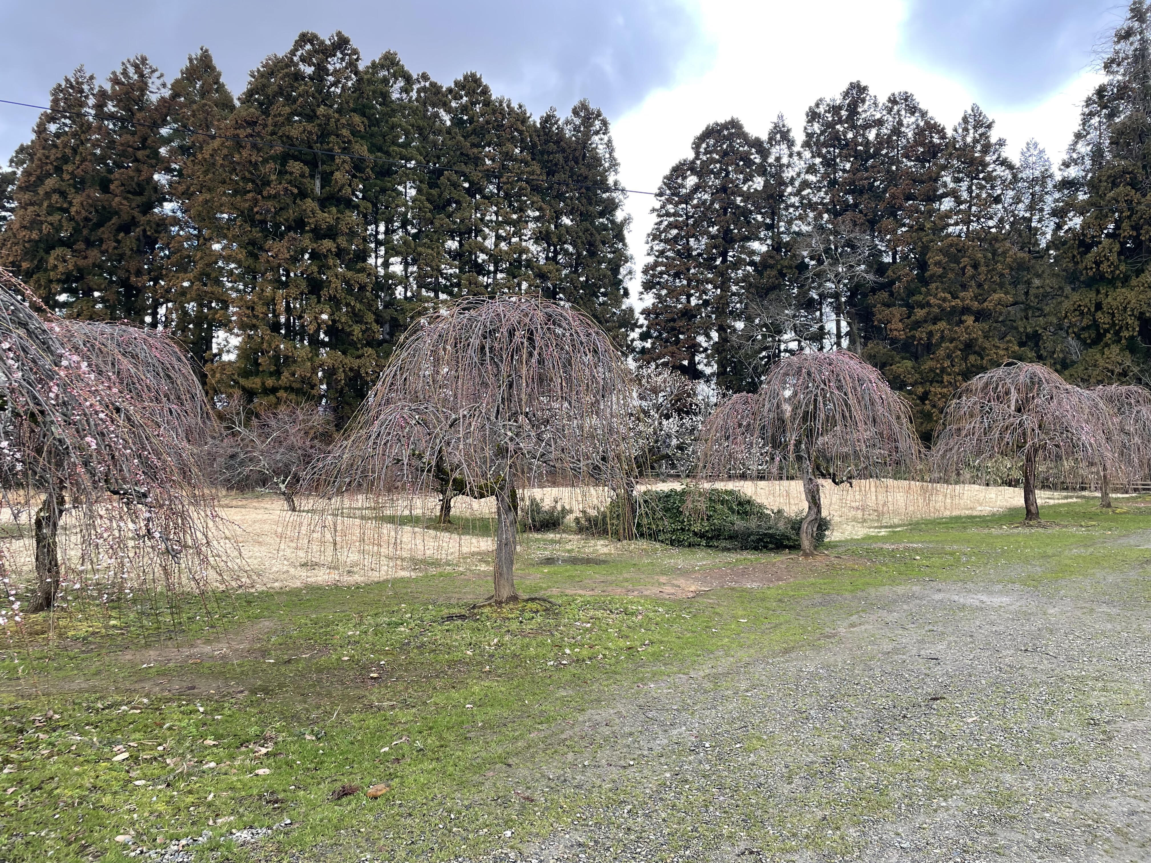 梅開花状況2026（令和8年） - 新潟県田上町