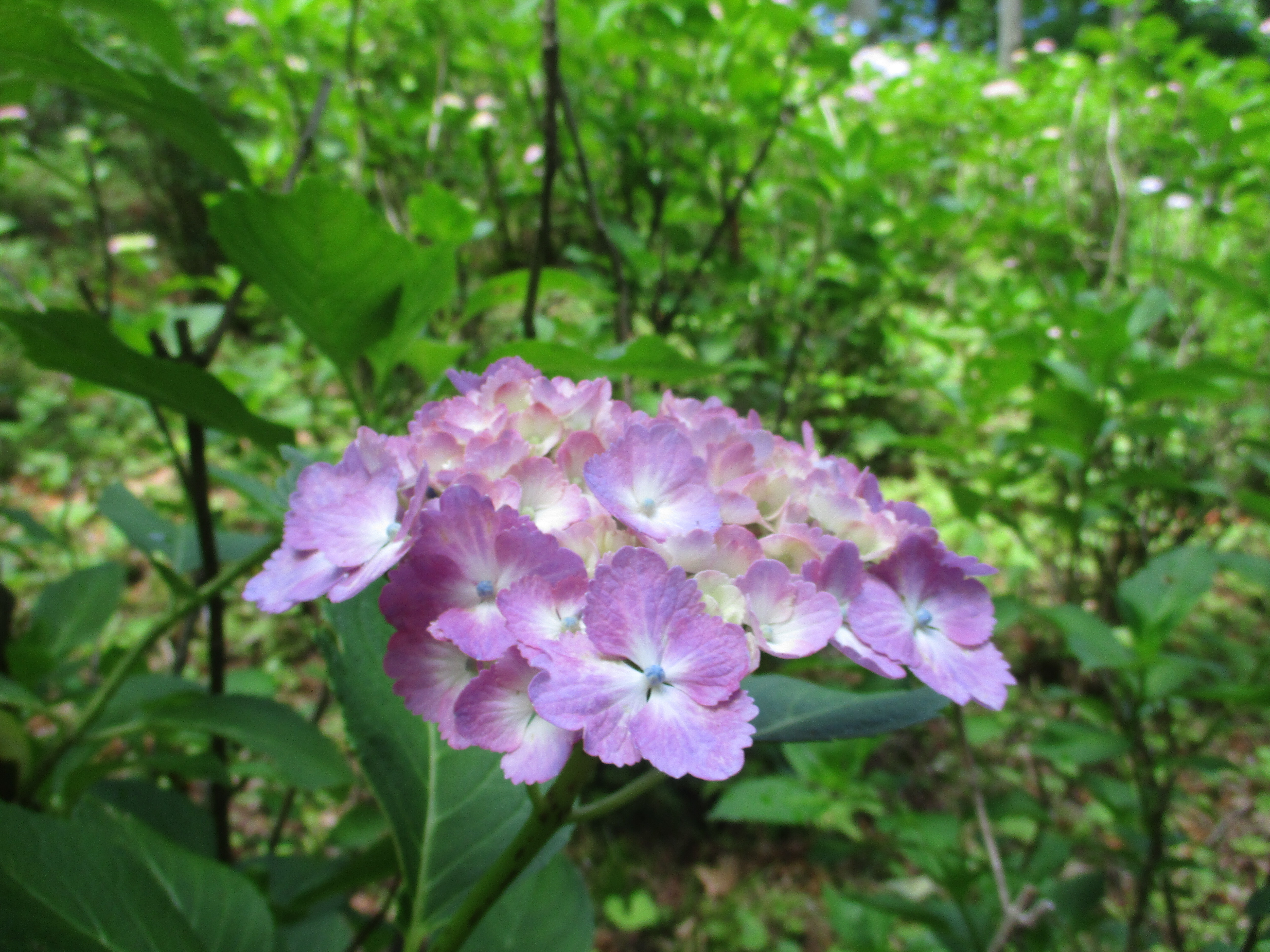 IMG_0116.JPG