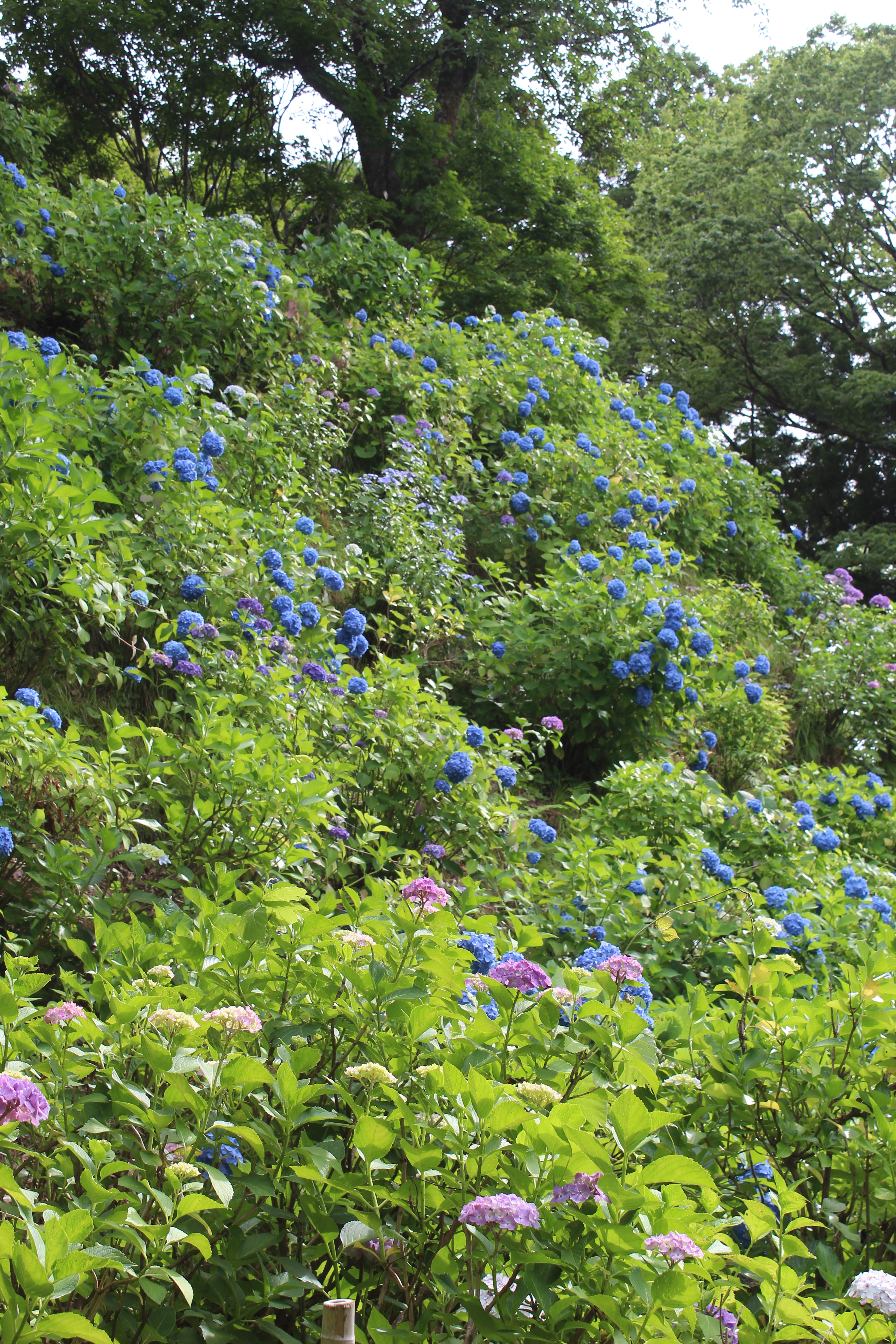 あじさい開花状況（2026年） - 新潟県田上町