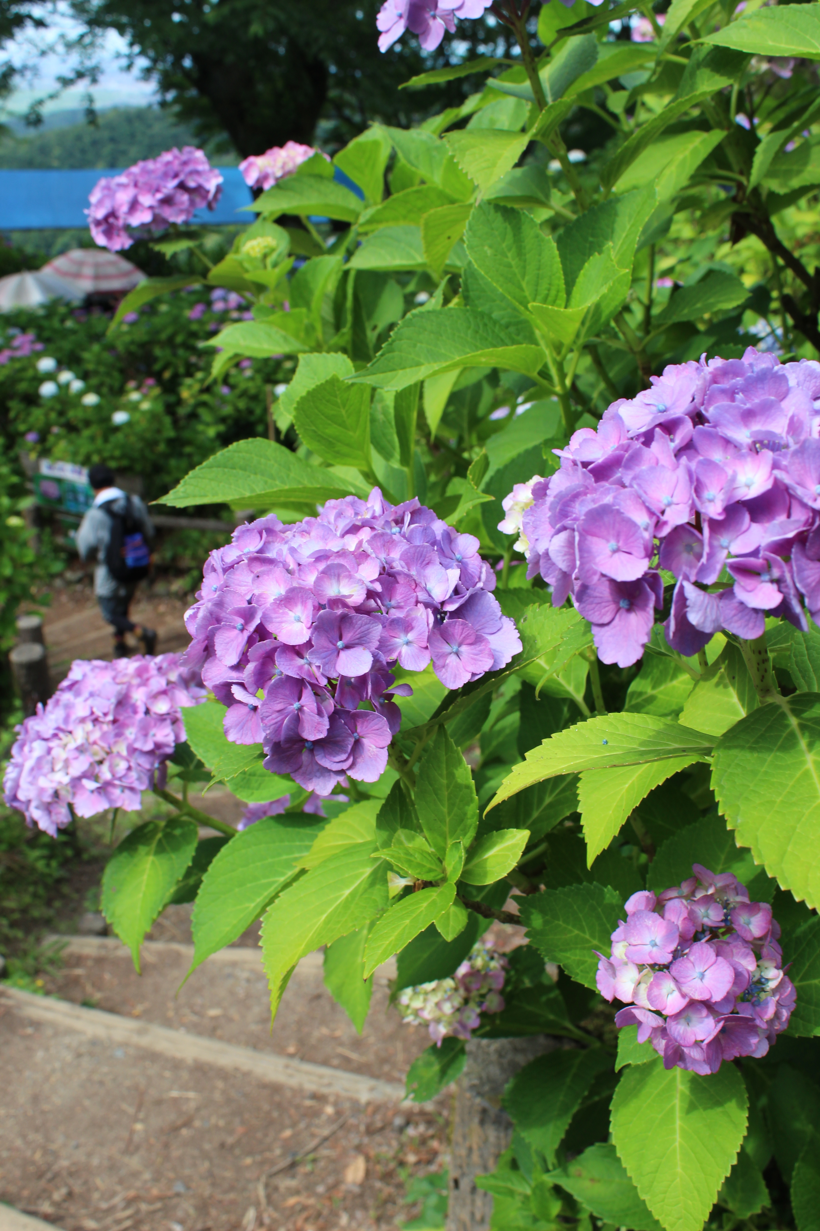 あじさい開花状況（2026年） - 新潟県田上町