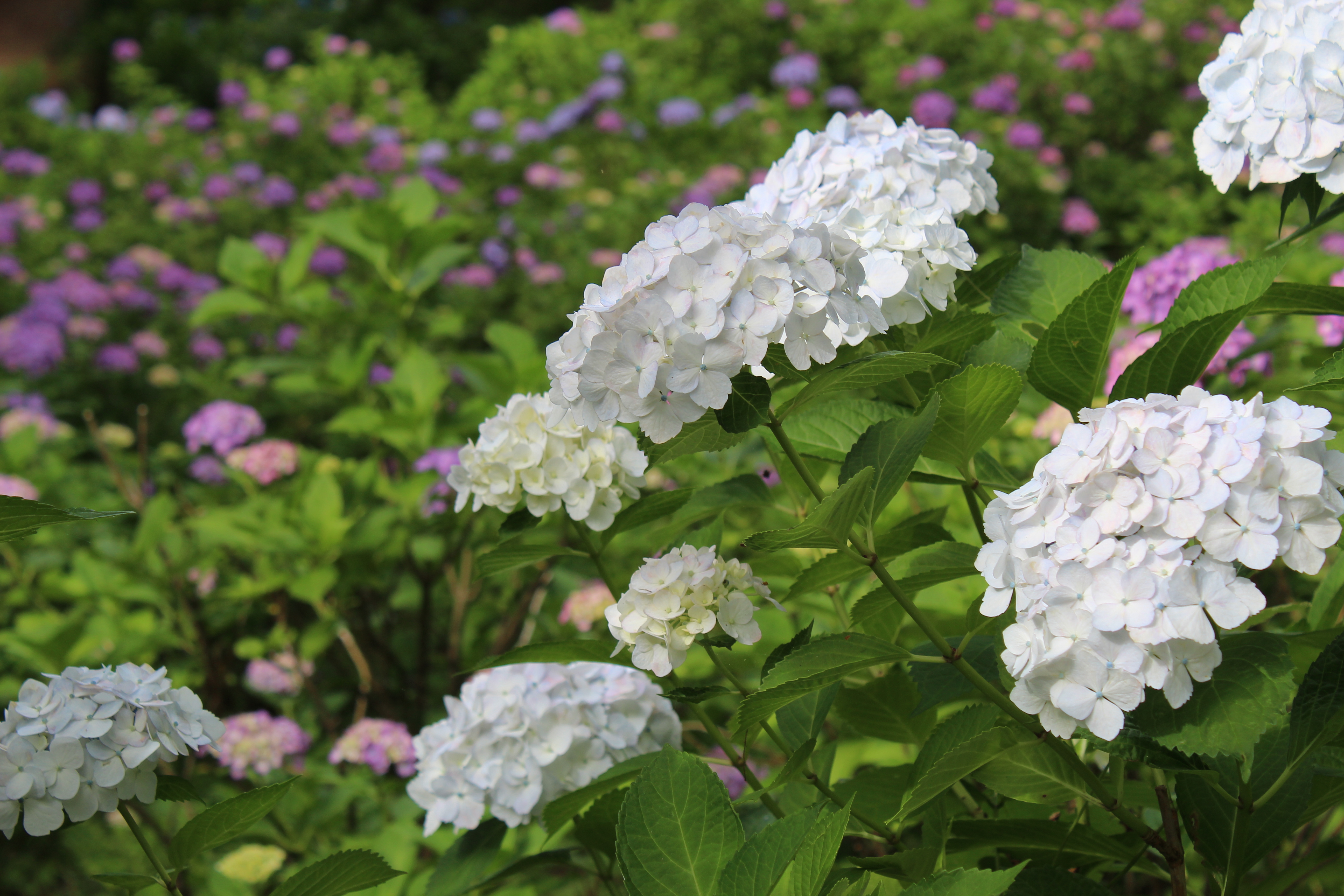 あじさい開花状況（2026年） - 新潟県田上町