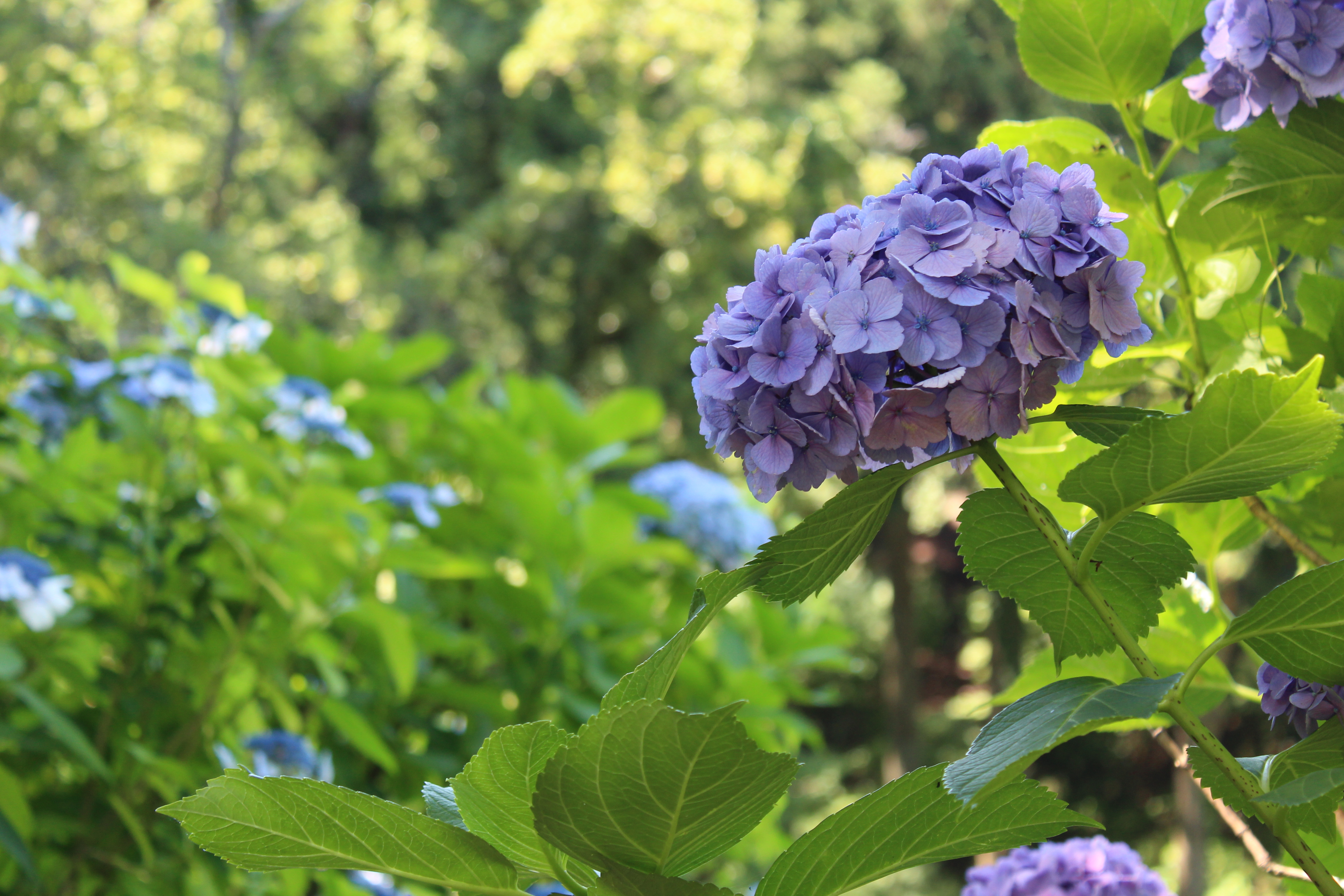 あじさい開花状況（2026年） - 新潟県田上町
