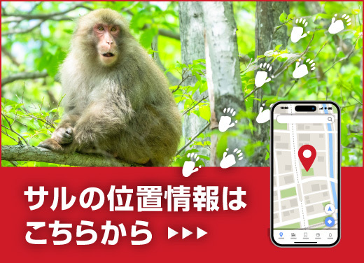 サルの位置情報はこちらから